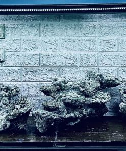 MÃ 429 – LAYOUT CÁ CẢNH BIỂN BỂ 120CM – CƯỜNG AQUARIUM