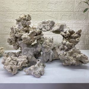 MÃ 245 - LAYOUT CÁ CẢNH BIỂN BỂ 50CM - ROYALAQUA