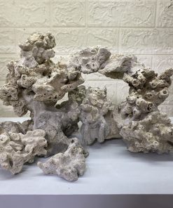 MÃ 245 - LAYOUT CÁ CẢNH BIỂN BỂ 50CM - ROYALAQUA