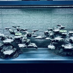 MÃ 262 - LAYOUT CÁ CẢNH BIỂN BỂ 60CM - ROPYALAQUA