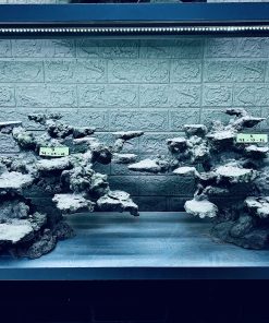 MÃ 262 - LAYOUT CÁ CẢNH BIỂN BỂ 60CM - ROPYALAQUA