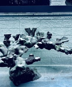 MÃ 431 – LAYOUT CÁ CẢNH BIỂN BỂ 60CM – CƯỜNG AQUARIUM