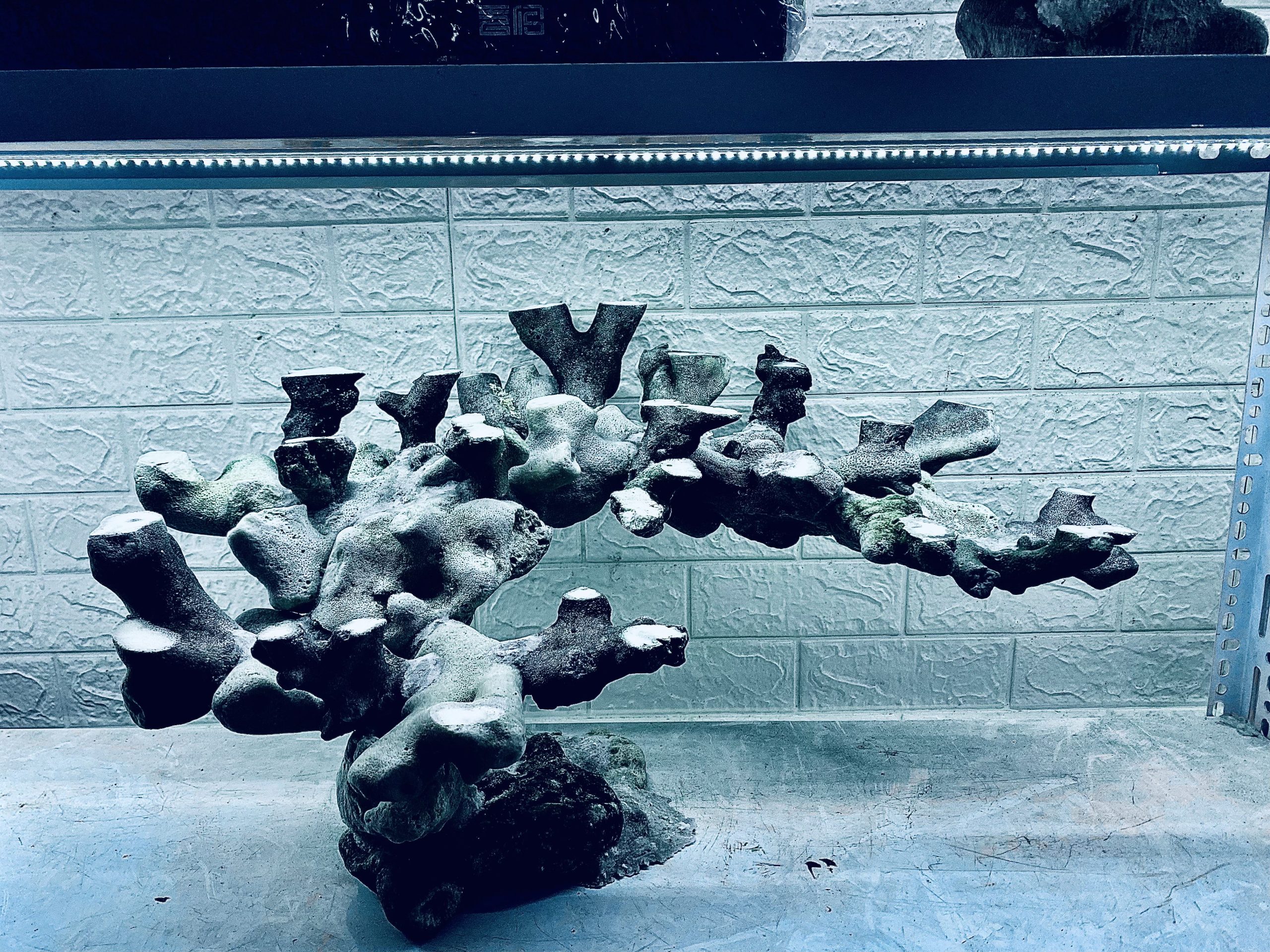 MÃ 431 – LAYOUT CÁ CẢNH BIỂN BỂ 60CM – CƯỜNG AQUARIUM