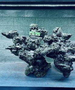 MÃ 263 - LAYOUT CÁ CẢNH BIỂN BỂ 60CM - ROYALAQUA