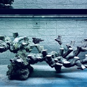 MÃ 432 – LAYOUT CÁ CẢNH BIỂN BỂ 90CM – CƯỜNG AQUARIUM