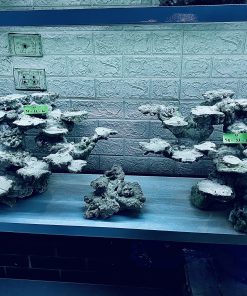 MÃ 264 - LAYOUT CÁ CẢNH BỂ 120CM - ROYALAQUA