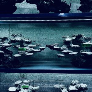 MÃ 265 - LAYOUT CÁ CẢNH BIỂN BỂ 150CM - ROYALAQUA