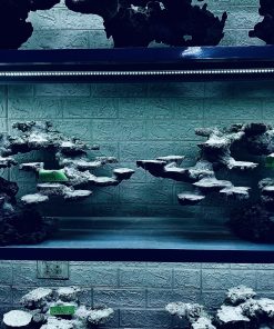 MÃ 265 - LAYOUT CÁ CẢNH BIỂN BỂ 150CM - ROYALAQUA