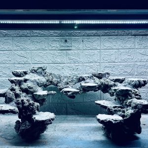 MÃ 438 – LAYOUT CÁ CẢNH BIỂN BỂ 90CM – CƯỜNG AQUARIUM