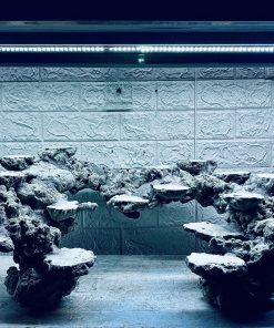 MÃ 438 – LAYOUT CÁ CẢNH BIỂN BỂ 90CM – CƯỜNG AQUARIUM