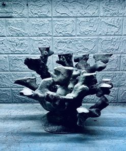 MÃ 435 – LAYOUT CÁ CẢNH BIỂN BỂ 40CM – CƯỜNG AQUARIUM