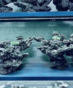 MÃ 266 - LAYOUT CÁ CẢNH BIỂN BỂ 150CM - ROYALAQUA