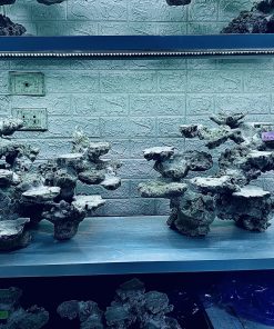 MÃ 267 - LAYOUT CÁ CẢNH BIỂN BỂ 120CM - ROYALAQUA