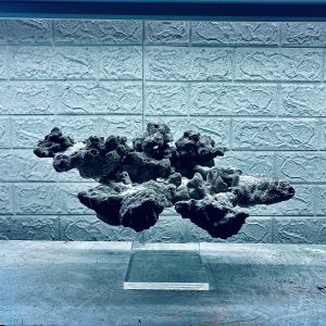 MÃ 437 – LAYOUT BAY CÁ CẢNH BIỂN BỂ 60CM – CƯỜNG AQUARIUM