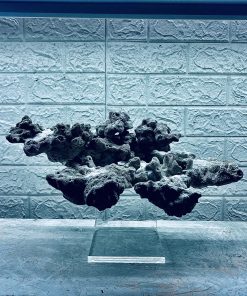 MÃ 437 – LAYOUT BAY CÁ CẢNH BIỂN BỂ 60CM – CƯỜNG AQUARIUM