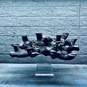 MÃ 440 – LAYOUT CÁ BIỂN BỂ 60CM – ROYALAQUA