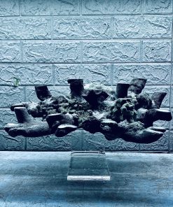 MÃ 440 – LAYOUT CÁ BIỂN BỂ 60CM – ROYALAQUA