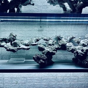 MÃ 441 – LAYOUT CÁ CẢNH BIỂN BỂ 150CM – CƯỜNGAQUARIUM