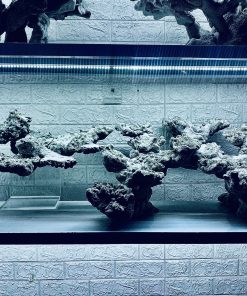 MÃ 441 – LAYOUT CÁ CẢNH BIỂN BỂ 150CM – CƯỜNGAQUARIUM