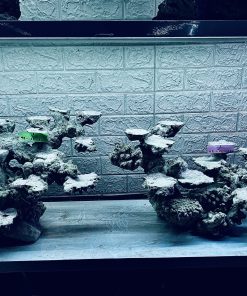 MÃ 268 - LAYOUT CÁ CẢNH BIẺN BỂ 120CM - ROYALAQUA