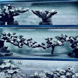 MÃ 442 – LAYOUT CÁ CẢNH BIỂN BỂ 150CM – CƯỜNGAQUARIUM
