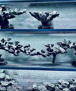 MÃ 442 – LAYOUT CÁ CẢNH BIỂN BỂ 150CM – CƯỜNGAQUARIUM