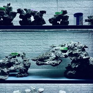 MÃ 269 - LAYOUT CÁ CẢNH BIỂN BỂ 150CM - ROYALAQUA