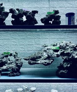 MÃ 269 - LAYOUT CÁ CẢNH BIỂN BỂ 150CM - ROYALAQUA