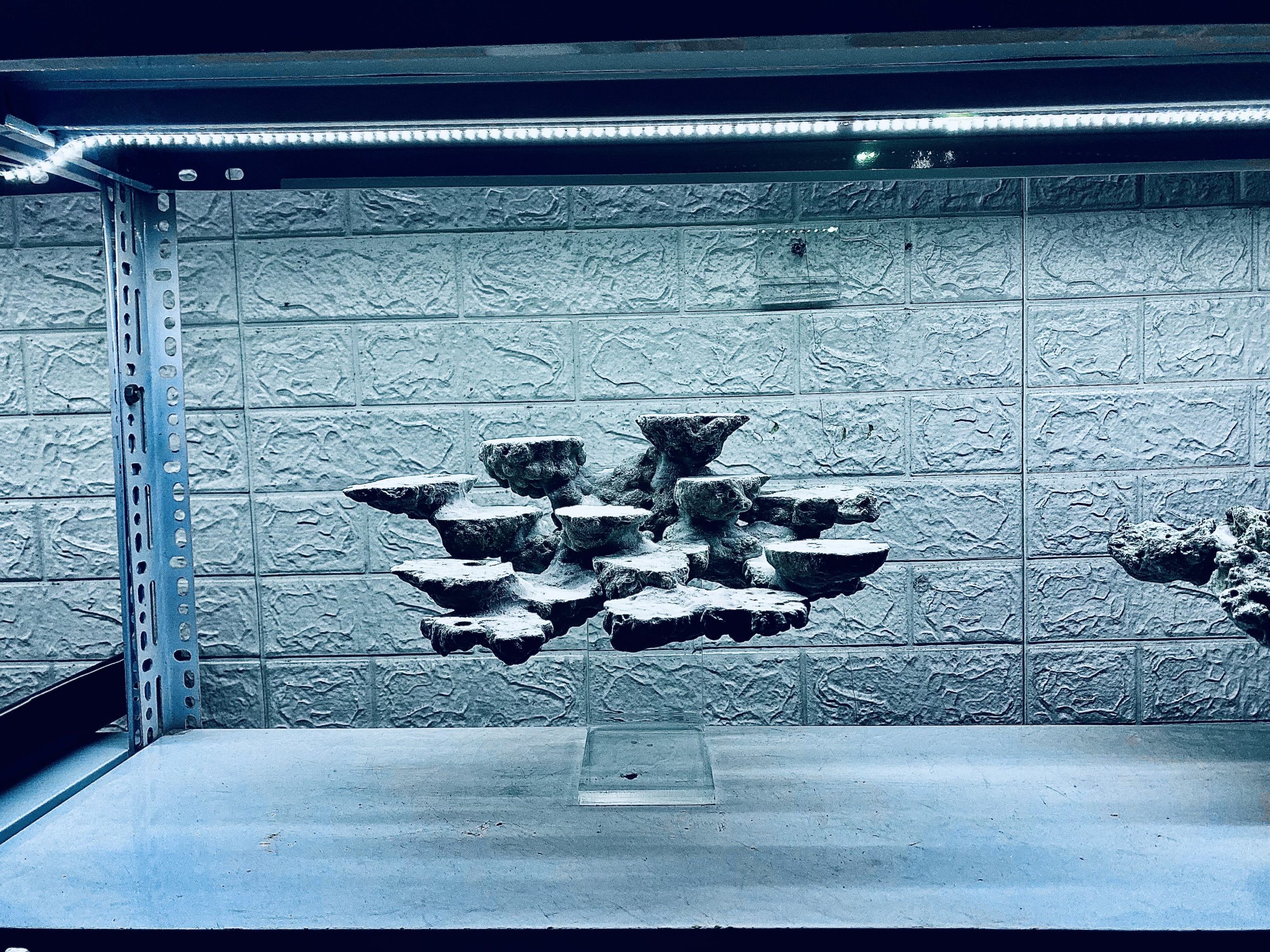 layout-ca-bien-royalaqua (782)