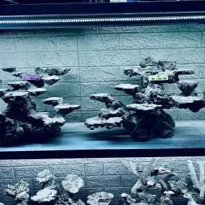 MÃ 270 - LAYOUT CÁ CẢNH BIỂN BỂ 150CM - ROYALAQUA