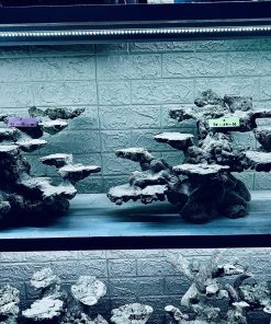 MÃ 270 - LAYOUT CÁ CẢNH BIỂN BỂ 150CM - ROYALAQUA