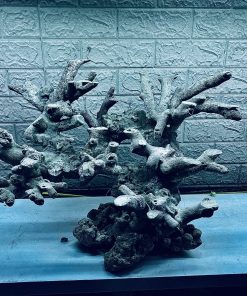 MÃ 271 - LAYOUT CÁ CẢNH BIỂN BỂ 60CM - ROYALAQUA