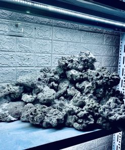 MÃ 444 – LAYOUT CÁ CẢNH BIỂN BỂ 90CM – CƯỜNGAQUARIUM