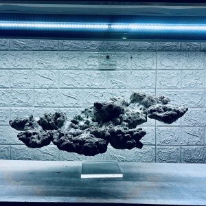 MÃ 445 – LAYOUT BAY CÁ CẢNH BIỂN BỂ 60CM – CƯỜNGAQUARIUM