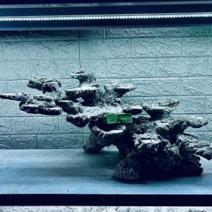 MÃ 272 - LAYOUT CÁ CẢNH BIỂN BỂ 80CM - ROYALAQUA