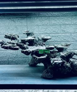 MÃ 272 - LAYOUT CÁ CẢNH BIỂN BỂ 80CM - ROYALAQUA