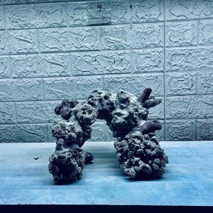 MÃ 446 – LAYOUT CÁ CẢNH BIỂN BỂ 30CM – CƯỜNGAQUARIUM
