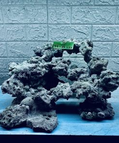 MÃ 273 - LAYOUT CÁ CẢNH BIỂN BỂ 40CM - ROYALAQUA