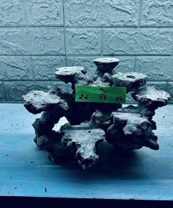 MÃ 274 - LAYOUT CÁ CẢNH BIỂN BỂ 30CM - ROYALAQUA