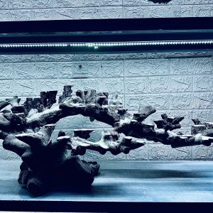 MÃ 447 – LAYOUT CÁ CẢNH BIỂN BỂ 120CM – CƯỜNGAQUARIUM