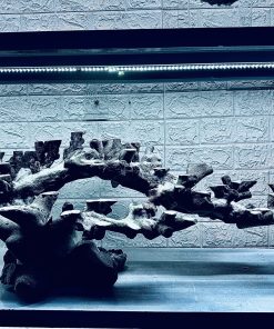 MÃ 447 – LAYOUT CÁ CẢNH BIỂN BỂ 120CM – CƯỜNGAQUARIUM