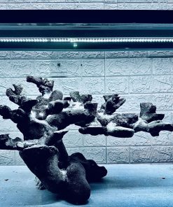 MÃ 448 – LAYOUT CÁ CẢNH BIỂN BỂ 60CM – CƯỜNGAQUARIUM