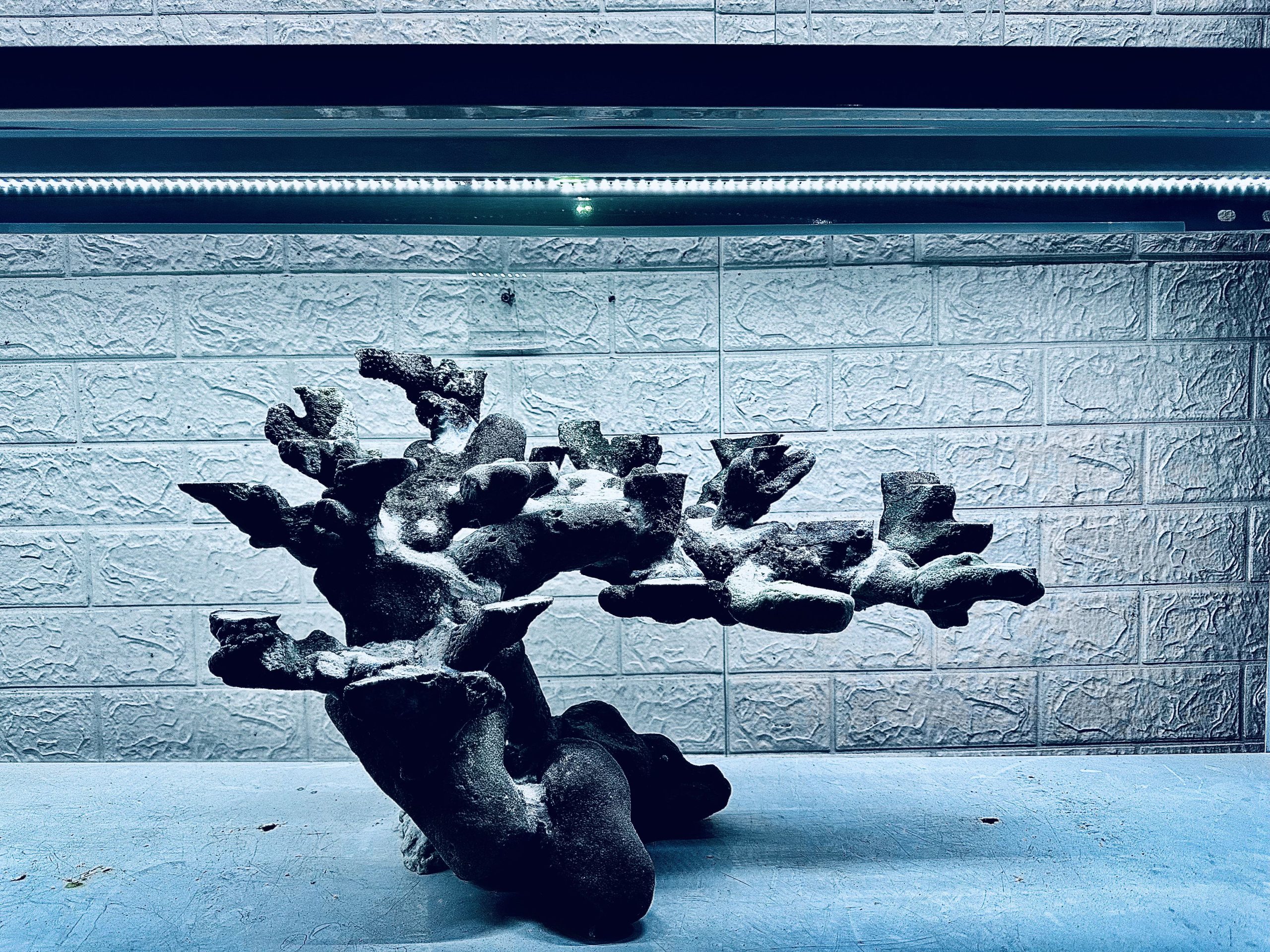 MÃ 448 – LAYOUT CÁ CẢNH BIỂN BỂ 60CM – CƯỜNGAQUARIUM