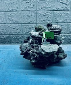 MÃ 275 - LAYOUT CÁ BIỂN BỂ 30CM - ROYALAQUA