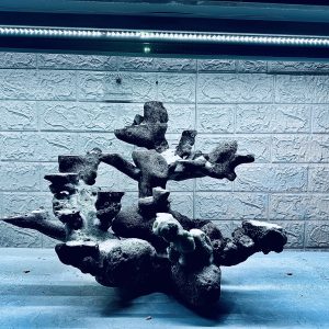 MÃ 449 – LAYOUT CÁ CẢNH BIỂN BỂ 50CM – CƯỜNGAQUARIUM