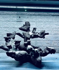 MÃ 449 – LAYOUT CÁ CẢNH BIỂN BỂ 50CM – CƯỜNGAQUARIUM