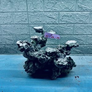 MÃ 276 - LAYOUT CÁ CẢNH BIỂN BỂ 40CM - ROYALAQUA