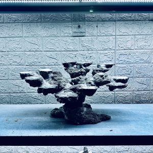 MÃ 451 – LAYOUT CÁ CẢNH BIỂN BỂ 60CM – CƯỜNGAQUARIUM