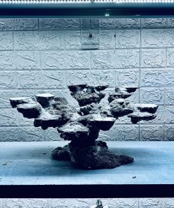 MÃ 451 – LAYOUT CÁ CẢNH BIỂN BỂ 60CM – CƯỜNGAQUARIUM