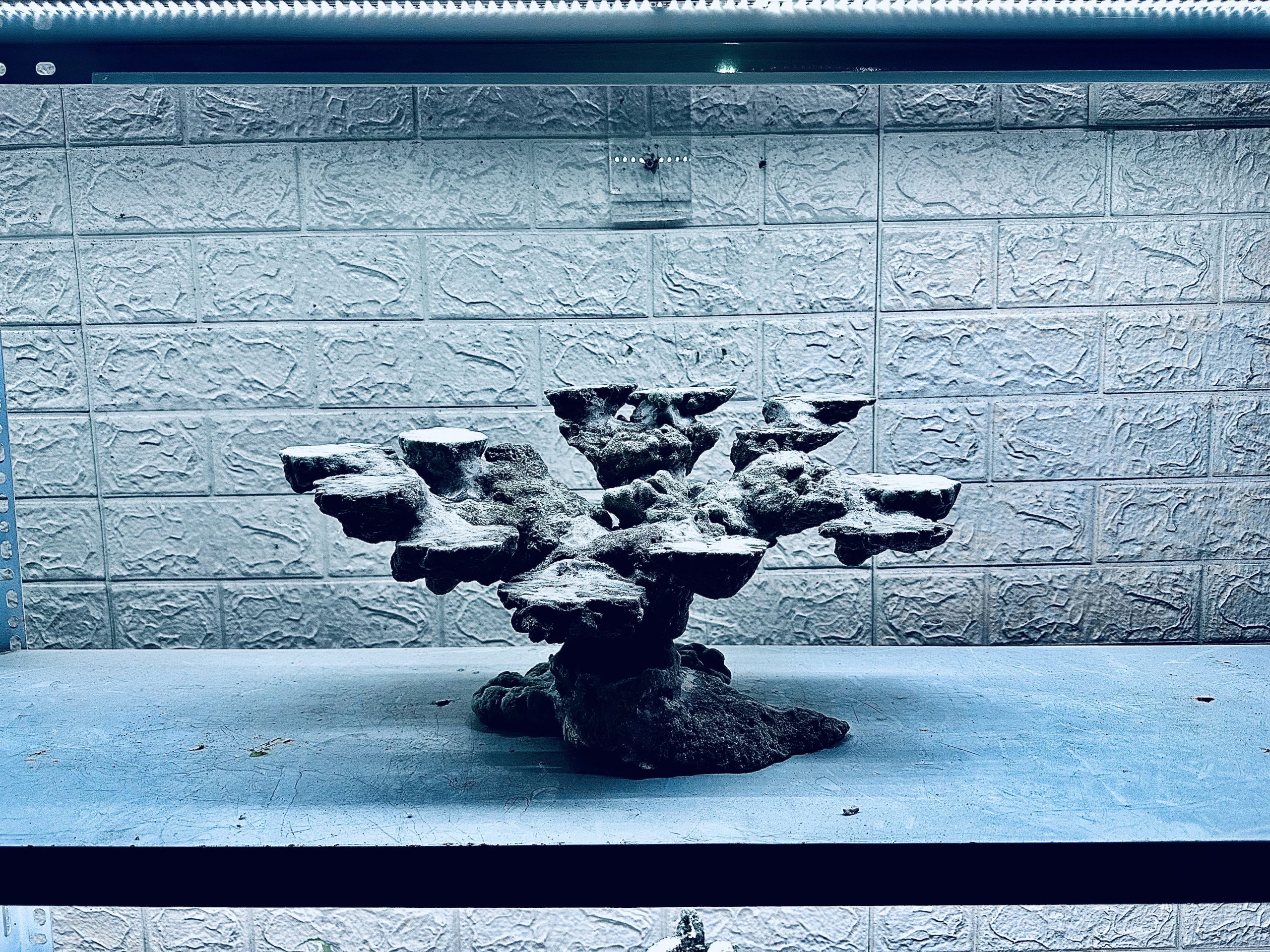 MÃ 451 – LAYOUT CÁ CẢNH BIỂN BỂ 60CM – CƯỜNGAQUARIUM